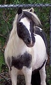 Cherokee