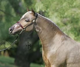 Mocha's Penny Royal