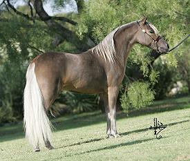 Mocha's Penny Royal