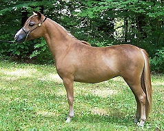 Mocha's CC Litonya Gold  