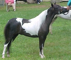 Mocha's Cherokee Angel Feather