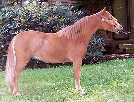 Mocha's CC Gold Plated Promise