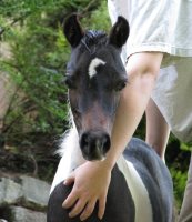 Scout
