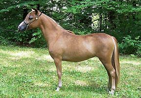 Tonya