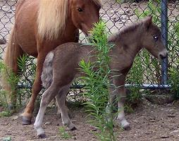 Mocha's Royal Sterling