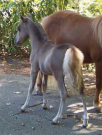 Mocha's Royal Sterling