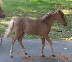 Mocha's Royal Sterling